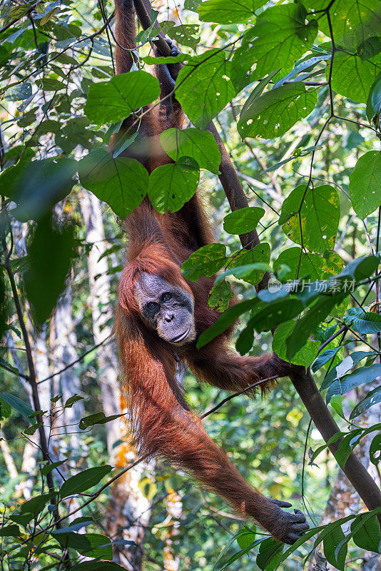 苏门答腊猩猩，Pongo abelii从高树上下来